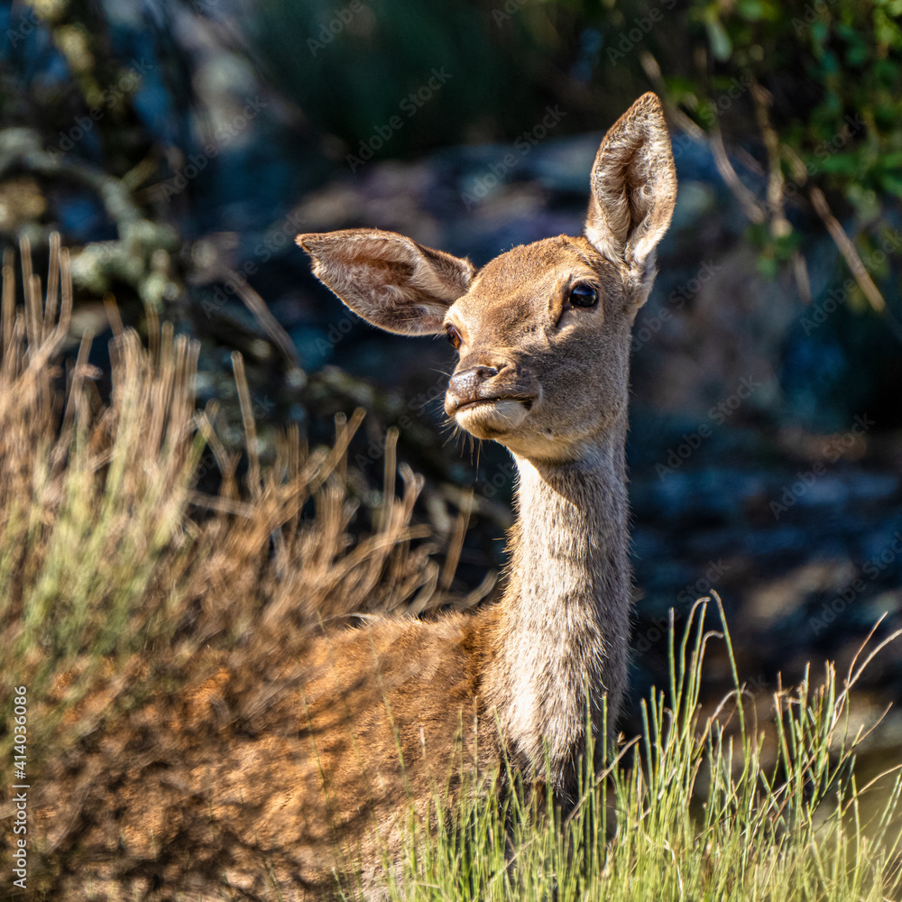 Iberian red deer, Cervus elaphus hispanicus. Monfrague National Park, Spain.