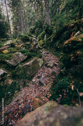 A close up of a rock next to a forest