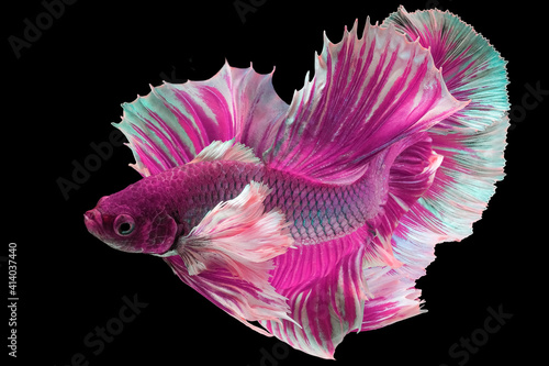 Принти на полотні Beautiful movement of Pink purple betta fish, Fancy Halfmoon Betta, The moving moment beautiful of Siamese Fighting fish, Betta splendens, Rhythmic of Betta fish isolated on black background
