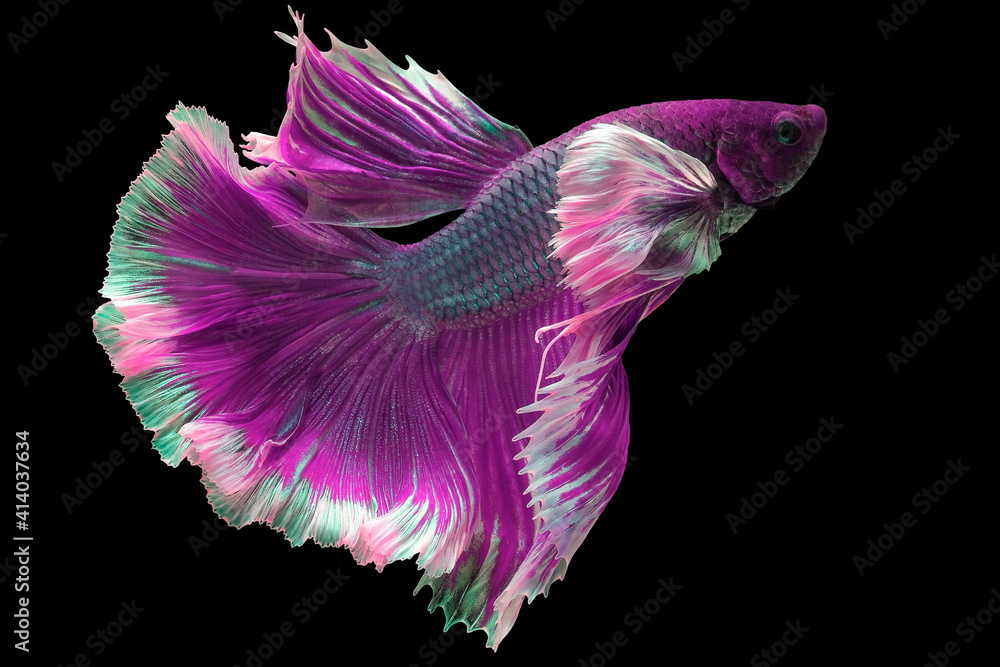 Beautiful movement of Pink purple betta fish, Fancy Halfmoon Betta, The  moving moment beautiful of Siamese Fighting fish, Betta splendens, Rhythmic  of Betta fish isolated on black background. Stock Photo