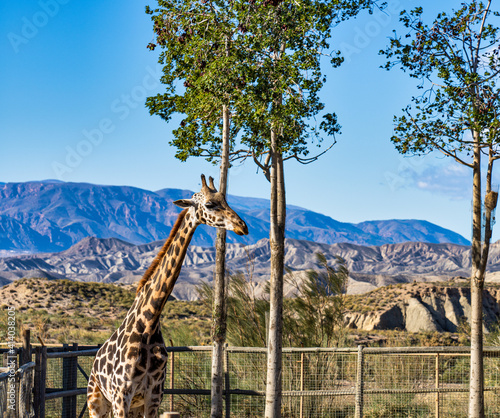 Giraffa, Giraffa camelopardalis in Tabernas desert, Andalusia, Spain