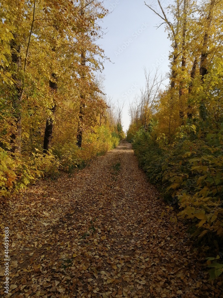 Fototapeta premium Autumn road