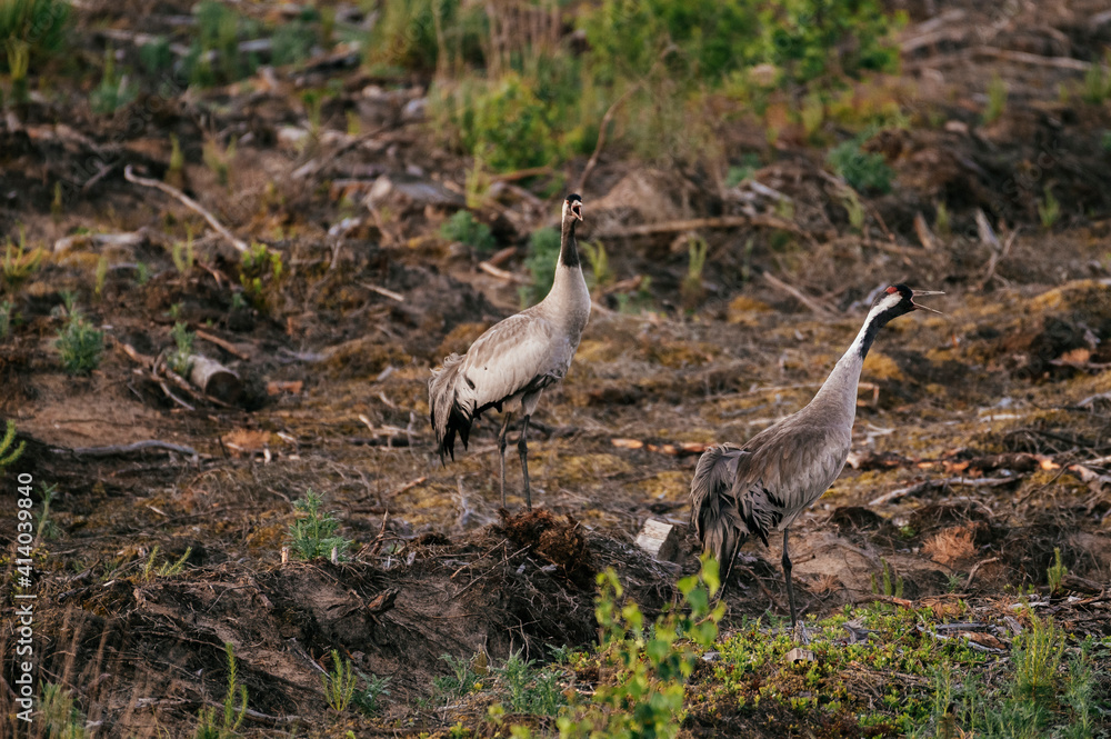 Common crane couple looking for food in the forest during sunrise Common crane couple looking for food in the forest during sunrise