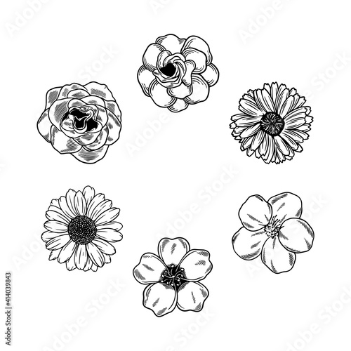 Doodle sketch hand drawn flower vector element. Collection beautiful different flower art foliage natural in white background. Decorative beauty elegant illustration for design hand drawn flower