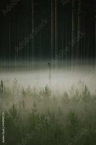 Misty forest scene during cold sunrise in autumn