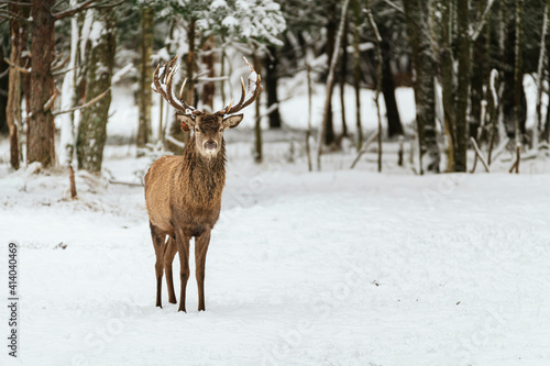 Large elk male in snowy outdoors