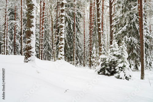 Winter scene, into the woods full of snow during cold winter © valdisskudre