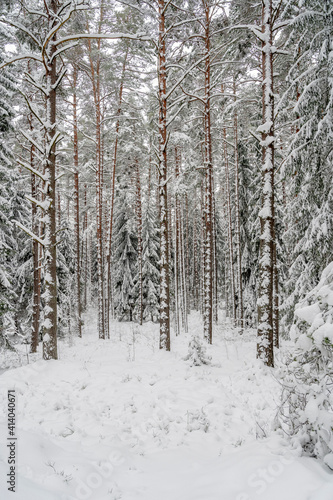 Winter scene, into the woods full of snow during cold winter