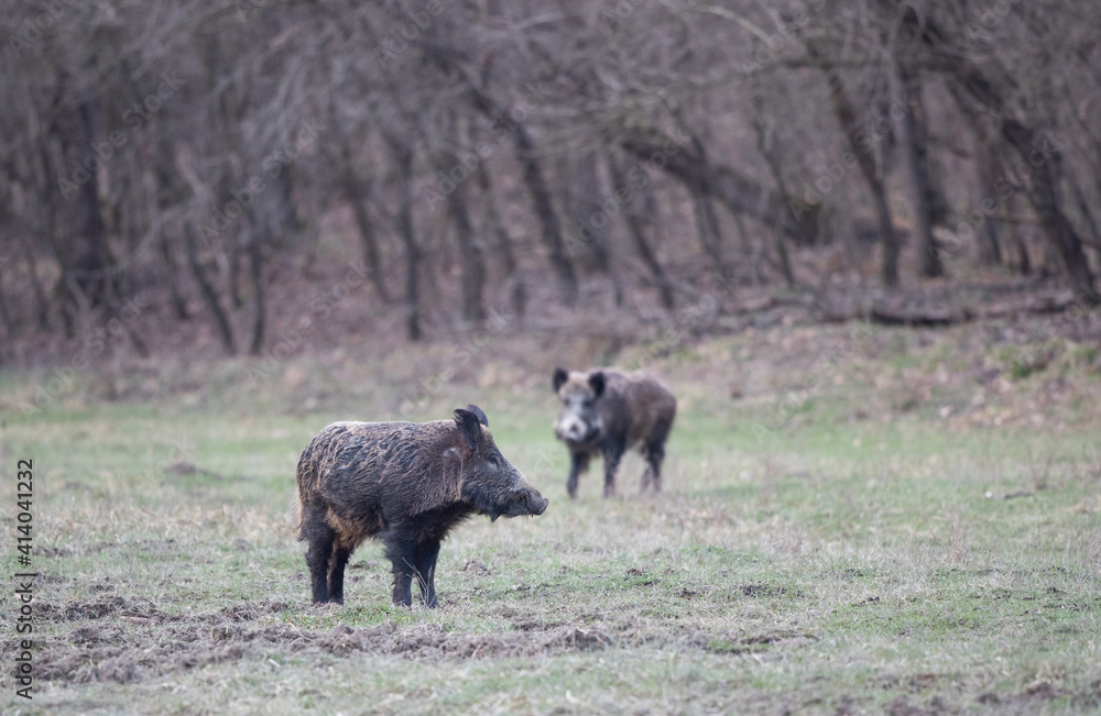 Wild boars walking in forest in winter Wild boars walking in forest in winter