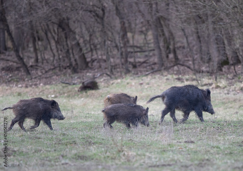 Wild boars walking in forest in winter