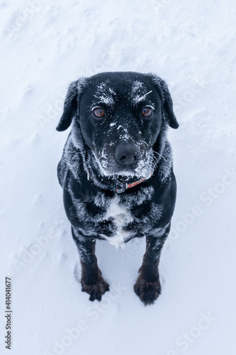 Dog in the snow and frost 