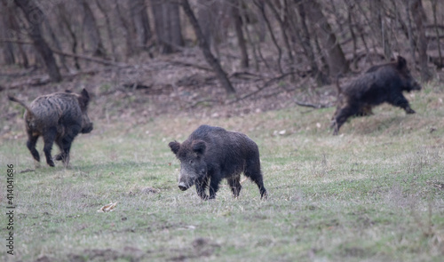 Wild boars running in forest in winter