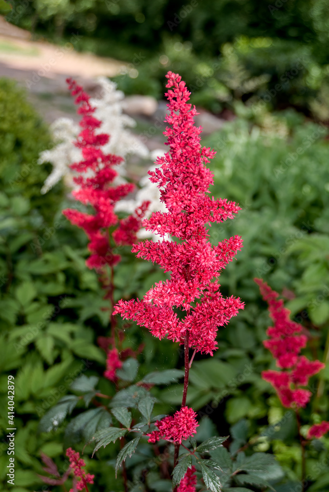 Astilbe Arendsii (Astilbe x arendsii) in garden Astilbe Arendsii (Astilbe x arendsii) in garden