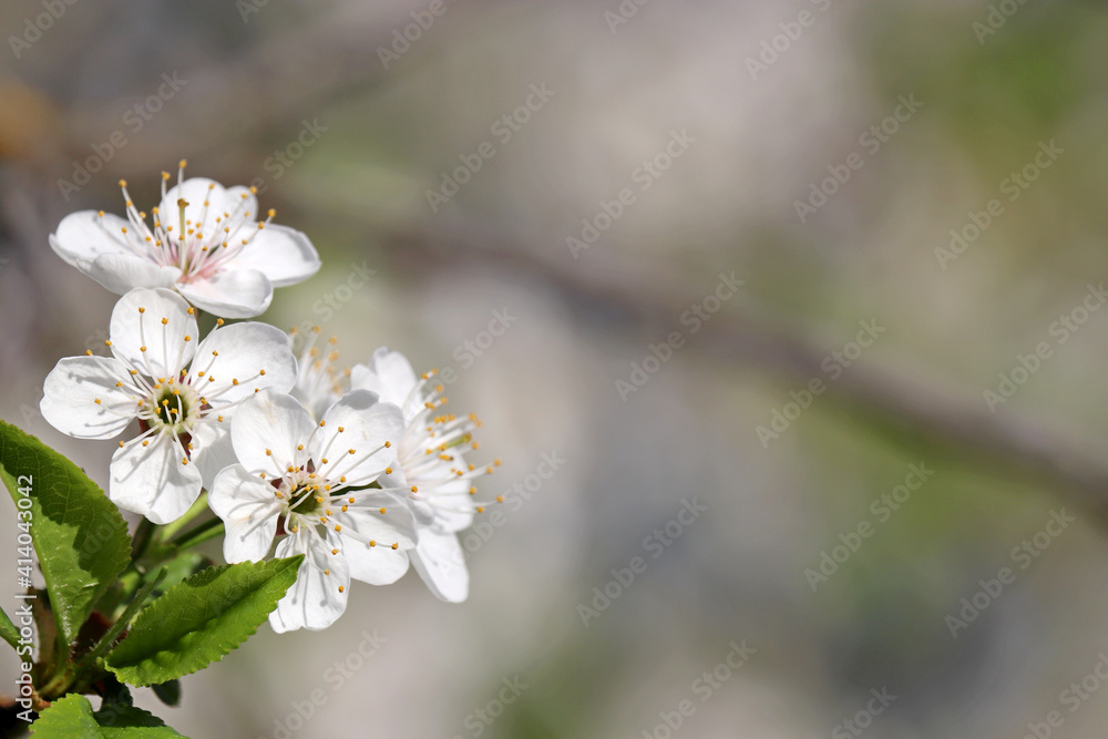 Cherry blossom in spring on blurred background. White flowers on a branch in a garden, soft colors Cherry blossom in spring on blurred background. White flowers on a branch in a garden, soft colors