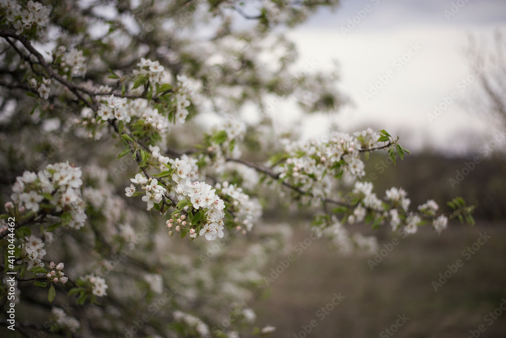 Beautiful spring photos of flowering trees. Beautiful spring photos of flowering trees.