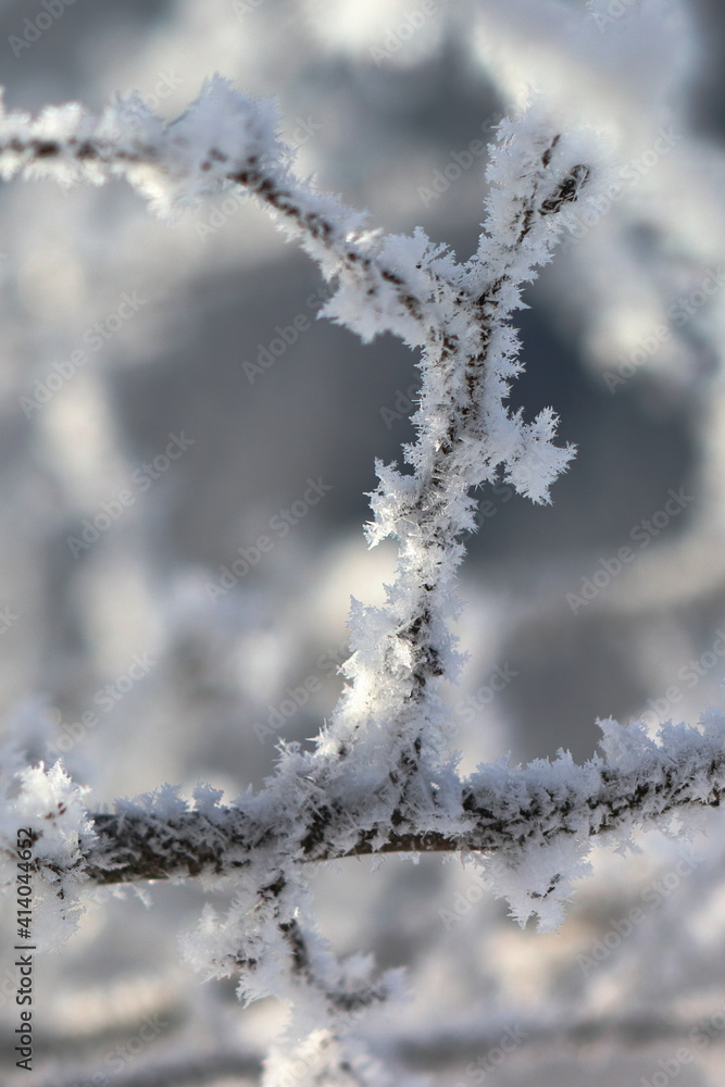 frozen crystals on a twig