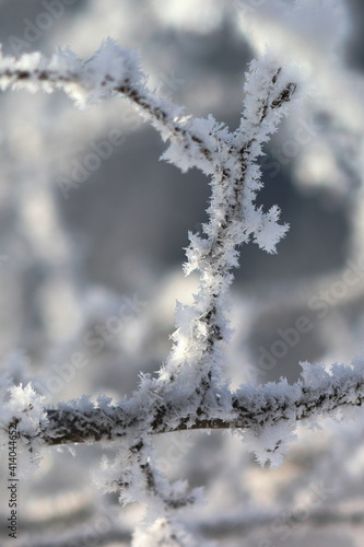 frozen crystals on a twig © Jitka
