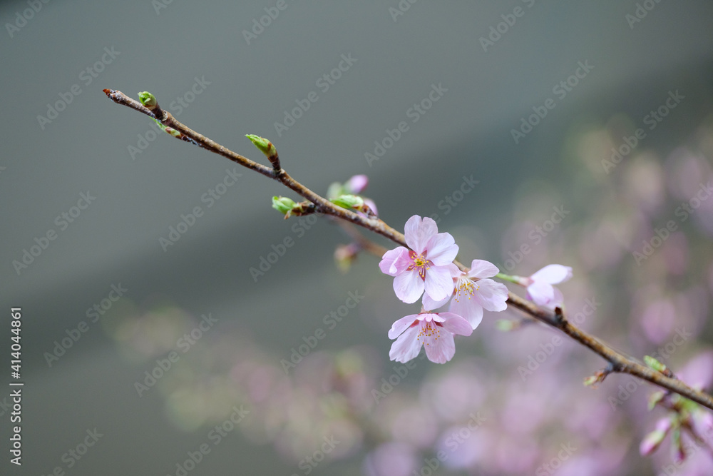 close-up cherry blossom 1 close-up cherry blossom 1