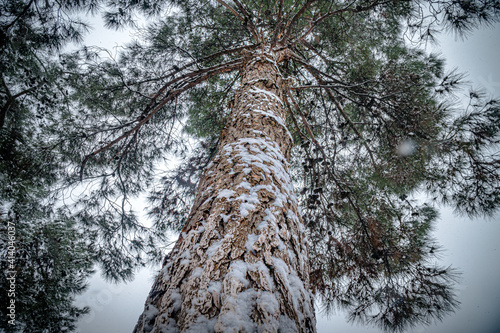 Beautiful winter forest.pine tree in winter covered with snow from the trunk to the brunches.tree trunk from the bottom to the top of the tree. photo