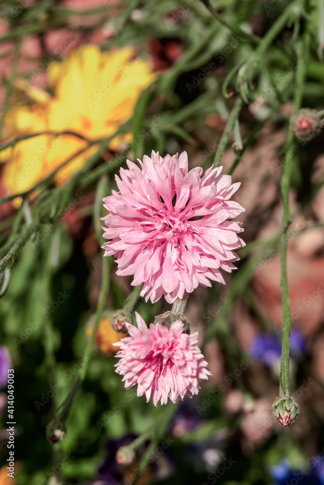 Fototapeta premium Cornflower (Centaurea cyanus) in garden