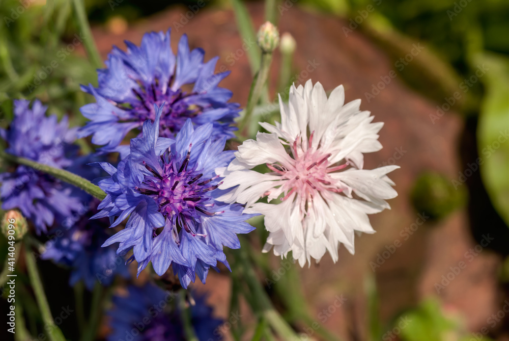 Cornflower (Centaurea cyanus) in garden Cornflower (Centaurea cyanus) in garden