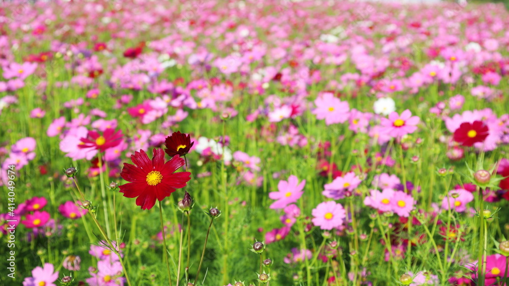 Naklejka premium Beautiful red cosmos flower. Multicolored Mexican Asters (Cosmos bipinnatus Cav.), The cosmos flower, blooms brightly in the morning sun with a copy space. Selective focus