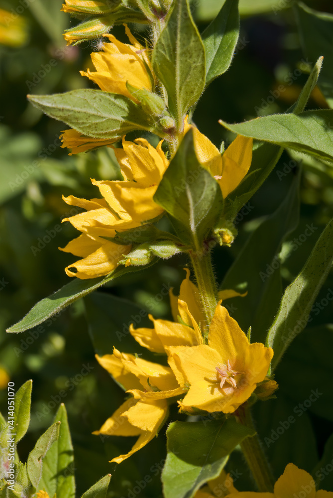 Obraz premium Dotted Loosestrife (Lysimachia punctata) in garden