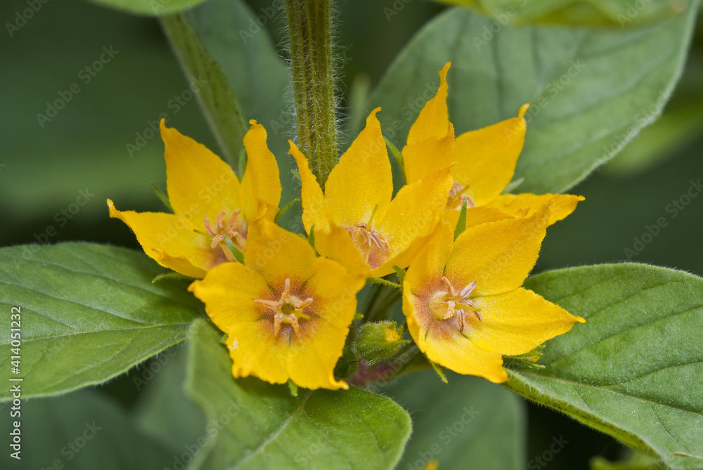 Dotted Loosestrife (Lysimachia punctata) in garden Dotted Loosestrife (Lysimachia punctata) in garden