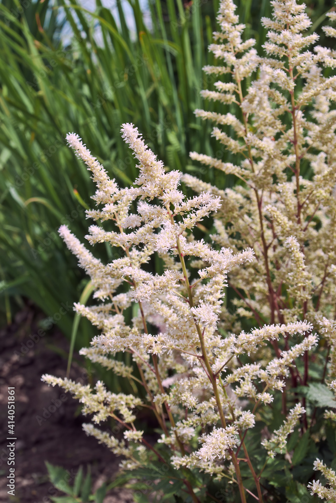 Goat's Beard (Aruncus vulgaris) in garden Goat's Beard (Aruncus vulgaris) in garden