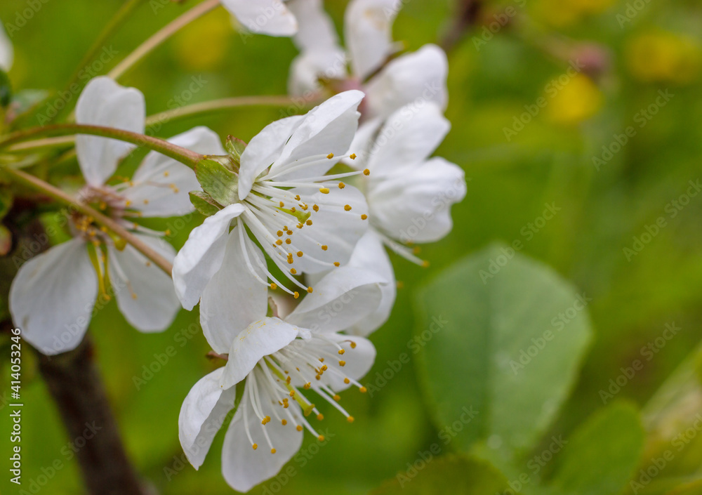 Blossoming branch of a cherry tree close-up..White flowers springtime in the garden. Nature background. Blossoming branch of a cherry tree close-up..White flowers springtime in the garden. Nature background.