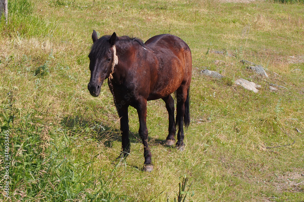 The bay horse grazing in a green meadow The bay horse grazing in a green meadow
