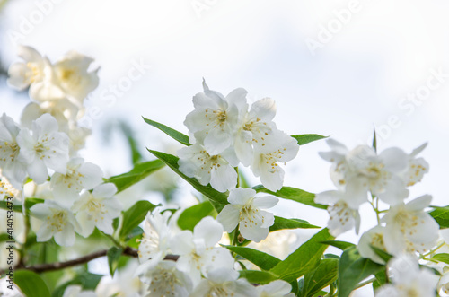 White False Jasmine Flowers close-up. Blooming sprig of mock orange. Philadelphus. Nature background.