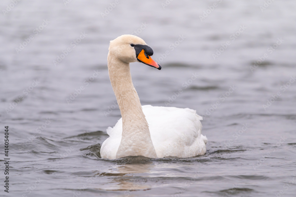 Obraz premium Swan on the water at golden sunset.
