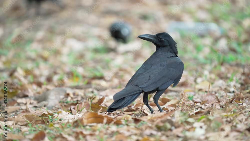 Close up of eastern jungle crow standing and fly on grass and dry leaves. Close up of eastern jungle crow standing and fly on grass and dry leaves.