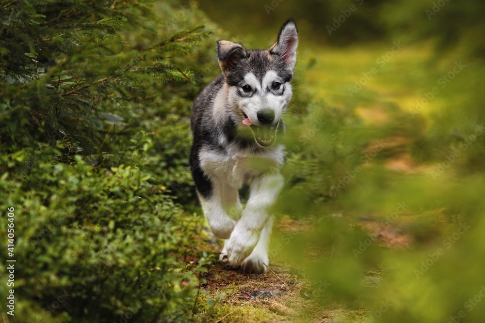 Alaskan Malamute puppy dog runs in the meadow