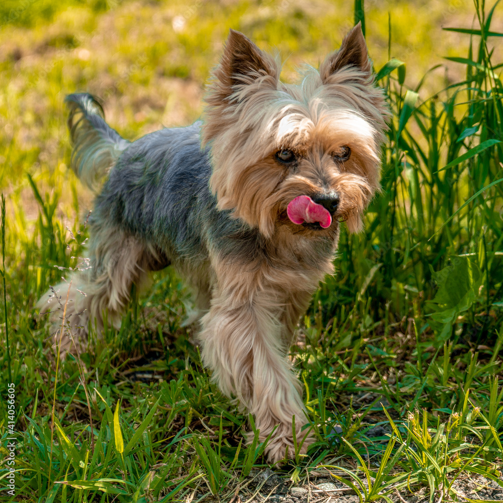 yorkshire terrier on the green grass yorkshire terrier on the green grass