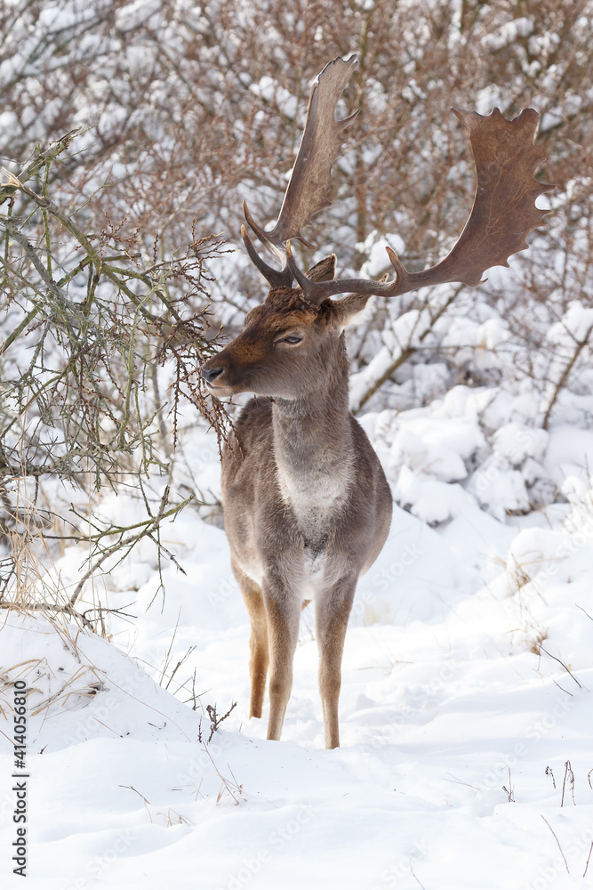 Fallow deer in wintertime with fresh fallen snow. Fallow deer in wintertime with fresh fallen snow.