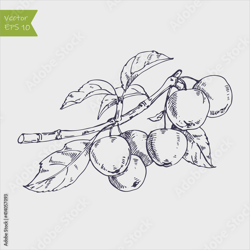 Hand drawing apples on apple tree branch. Vector illustration
