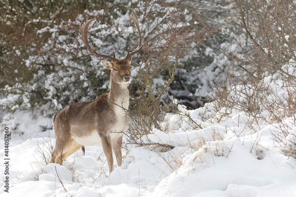 Fallow deer in wintertime with fresh fallen snow. Fallow deer in wintertime with fresh fallen snow.