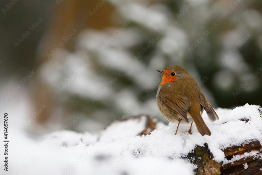 European Robin (Erithacus rubecula) in the snow in the forest of Overijssel in the Netherlands. European Robin (Erithacus rubecula) in the snow in the forest of Overijssel in the Netherlands.