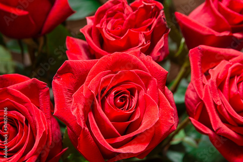 Fresh red roses. A gift to your beloved woman