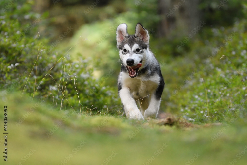 Alaskan Malamute puppy dog runs in the forest Alaskan Malamute puppy dog runs in the forest