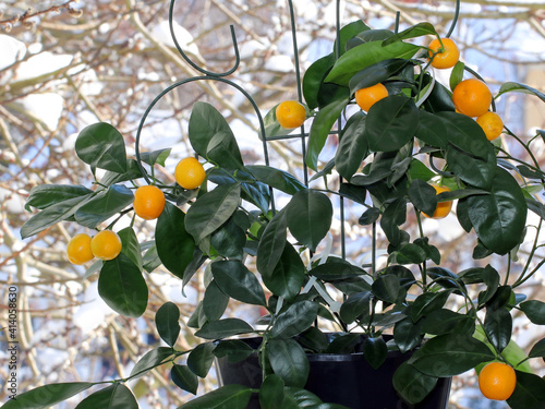 Ripe orange fruit on a calomandin tree in winter against a background of snow outside the window. The plant grows inside on a windowsill. Calamansi is a hybrid between kumquat and mandarin orange. photo