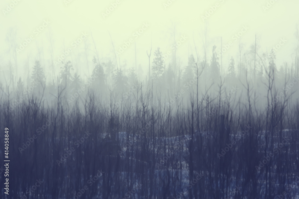 Fototapeta premium winter forest landscape covered with snow, december christmas nature white background