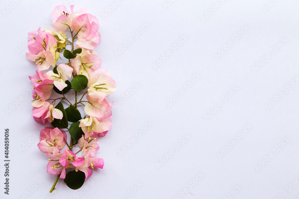 bougainvillea flora local flowers of asia arrangement flat lay postcard style on background white