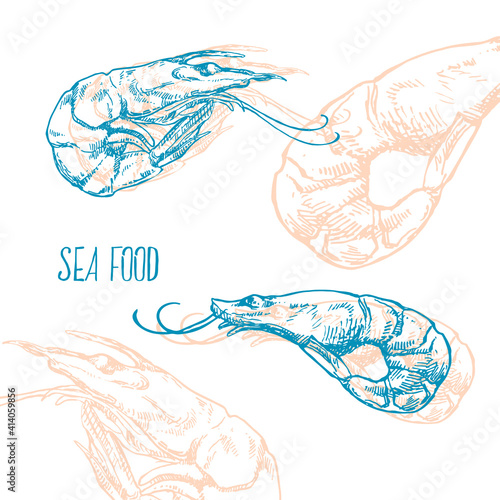 Hand drawn vector illustration of shrimps, prawns. Isolated seafood images for design, packaging, menu