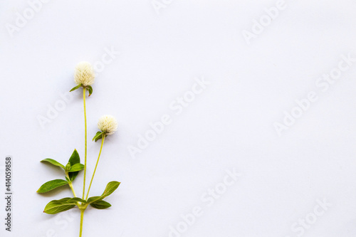  white flowers globe amaranth local floral in asia arrangement flat lay postcard style on background white