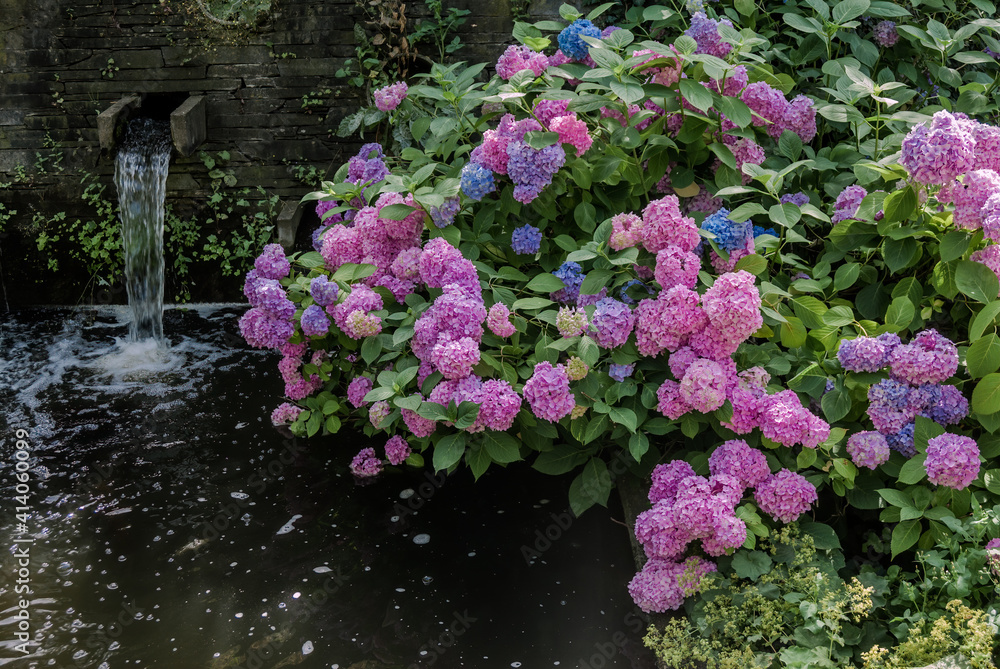 Fototapeta premium Bigleaf Hydrangea (Hydrangea macrophylla) in garden