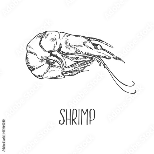 Hand drawn vector illustration of shrimps, prawns. Isolated seafood images for design, packaging, menu