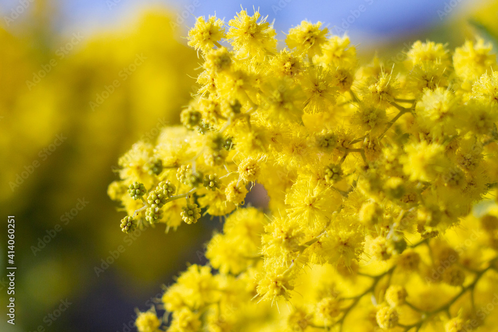Vivid shot of Acacia pycnantha flowers (mimosa tree, golden wattle) with blue sky in background.bright yellow flowers, coojong, golden wreath wattle, orange wattle, blue-leafed wattle, acacia saligna. Vivid shot of Acacia pycnantha flowers (mimosa tree, golden wattle) with blue sky in background.bright yellow flowers, coojong, golden wreath wattle, orange wattle, blue-leafed wattle, acacia saligna.